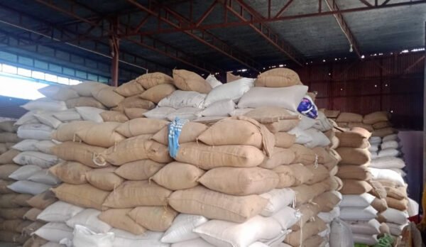Yellow Maize NON GMO