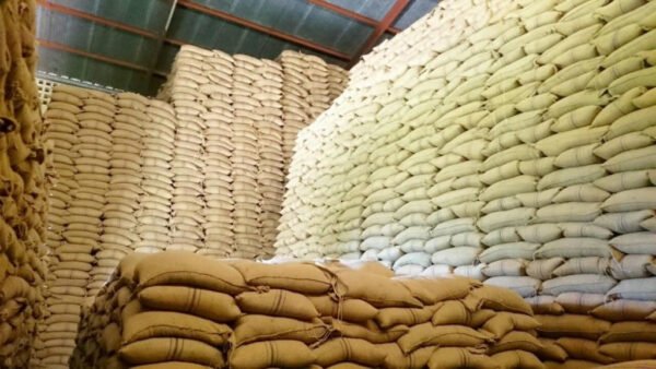 Yellow Maize NON GMO